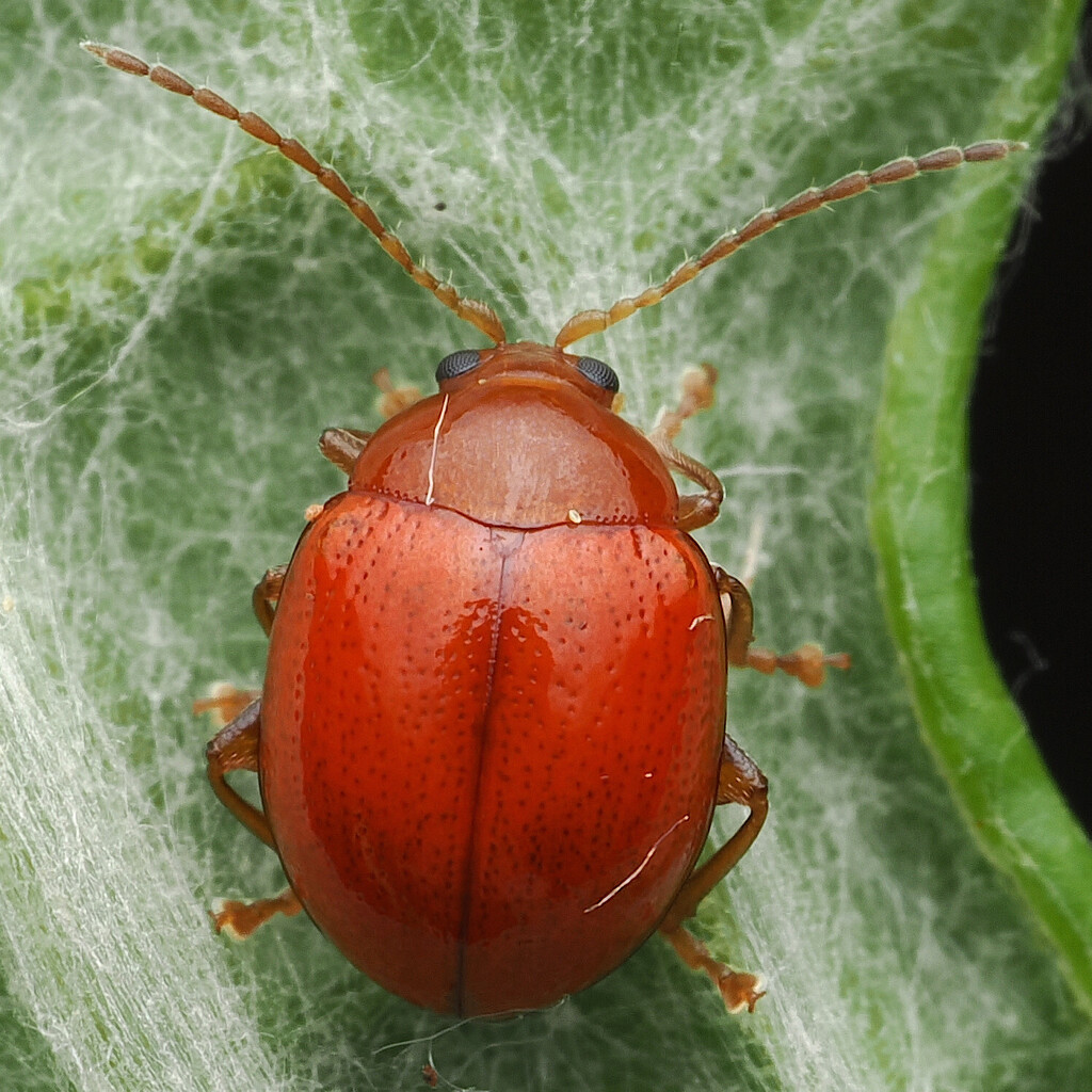 Argopus clypeatus