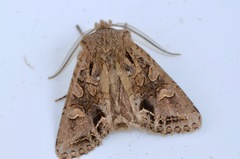 Ichneutica skelloni