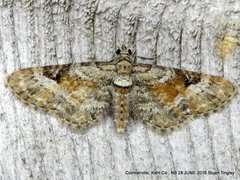 Eupithecia anticaria