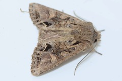 Ichneutica skelloni