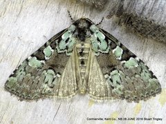 Leuconycta lepidula