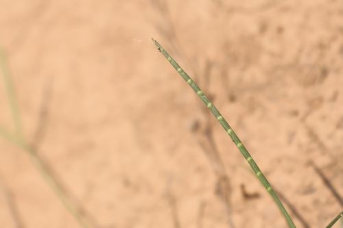 Thaumastochloa cochinchinensis iNat (2)