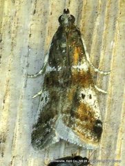 Acrobasis vaccinii
