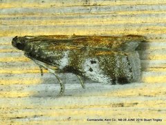 Acrobasis vaccinii