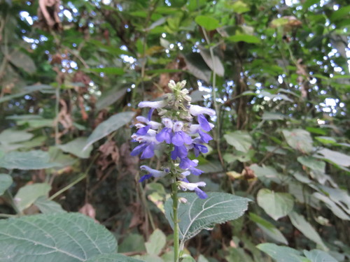 Salvia roscida