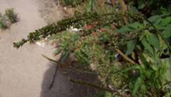 Echinochloa crus-galli