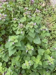 Lamium purpureum