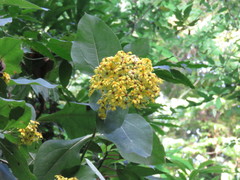 Rumfordia floribunda