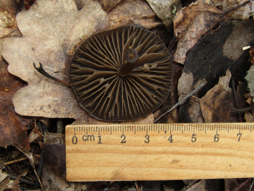 Entoloma vernum · April 2026 · photo: © snaily_naily (iNaturalist, cc-by)