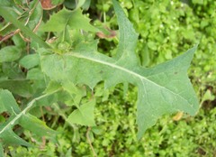 Sonchus oleraceus