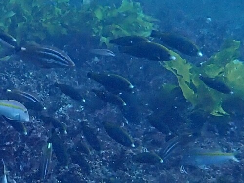 Anampses geographicus observed 2026-05-09