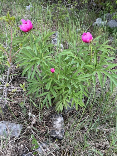 Paeonia arietina (Paeonia arietina)