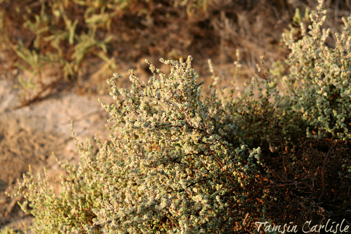 Cornulaca
