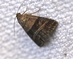 Ozarba punctigera