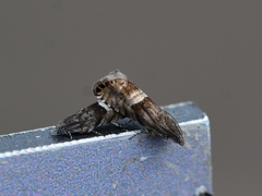 Sereda tautana