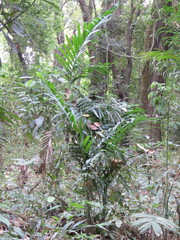 Chamaedorea pochutlensis