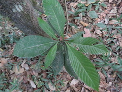 Primulaceae