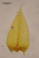 Scleropodium cespitans