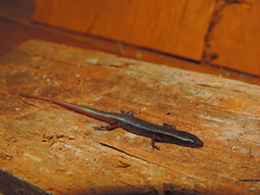 Eugongylinae
