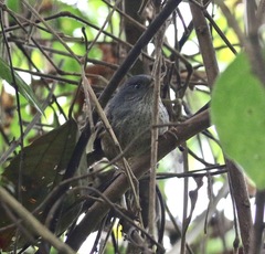 Psilorhamphus guttatus