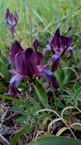Iris suaveolens