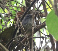 Psilorhamphus guttatus