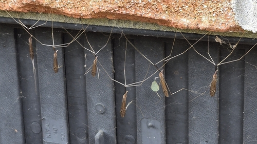 Brachypremna dispellens photo 4