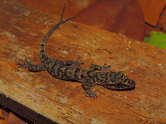 Cyrtodactylus