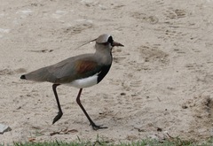 Vanellus chilensis