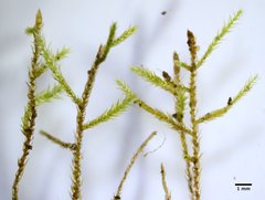 Scleropodium cespitans