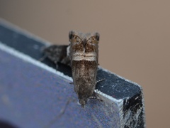 Sereda tautana