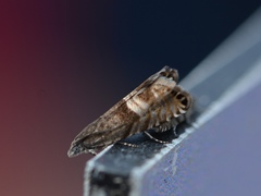 Sereda tautana