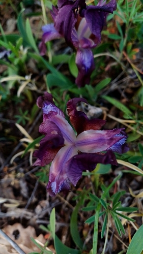 Iris suaveolens, photograph 2