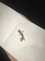 Hemidactylus turcicus