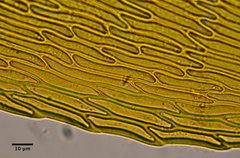 Scleropodium cespitans