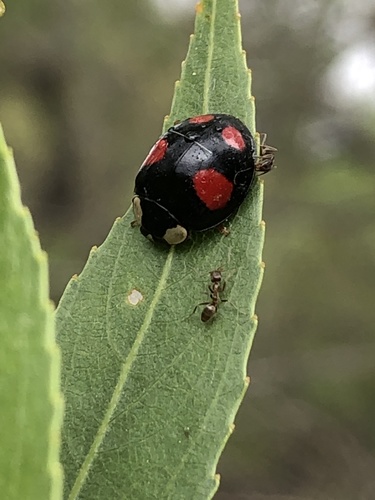 iNaturalist observation photo of Asian Lady Beetle