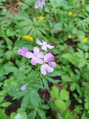 Cardamine quinquefolia, photograph (c) Tatyana Davidova, some rights reserved (CC BY)