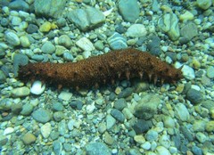 Holothuria arguinensis