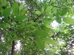 Carpinus tropicalis