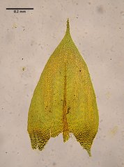 Scleropodium cespitans