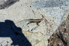 Sceloporus licki