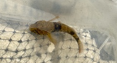 Bathygobius soporator