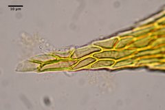 Scleropodium cespitans