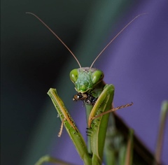 Mantis religiosa