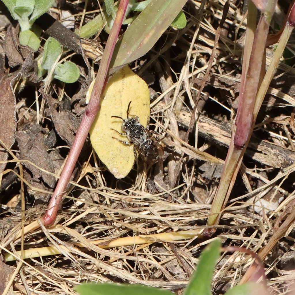 Isepeolus vachali