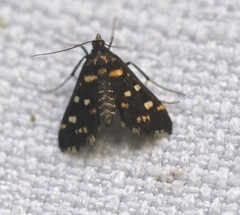 Diathrausta ochreipennis