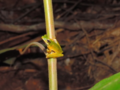 Litoria nigropunctata