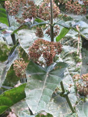 Critonia quadrangularis