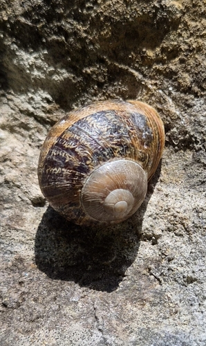 Cornu aspersum