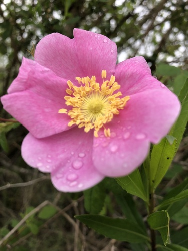 iNaturalist observation photo of California Wild Rose